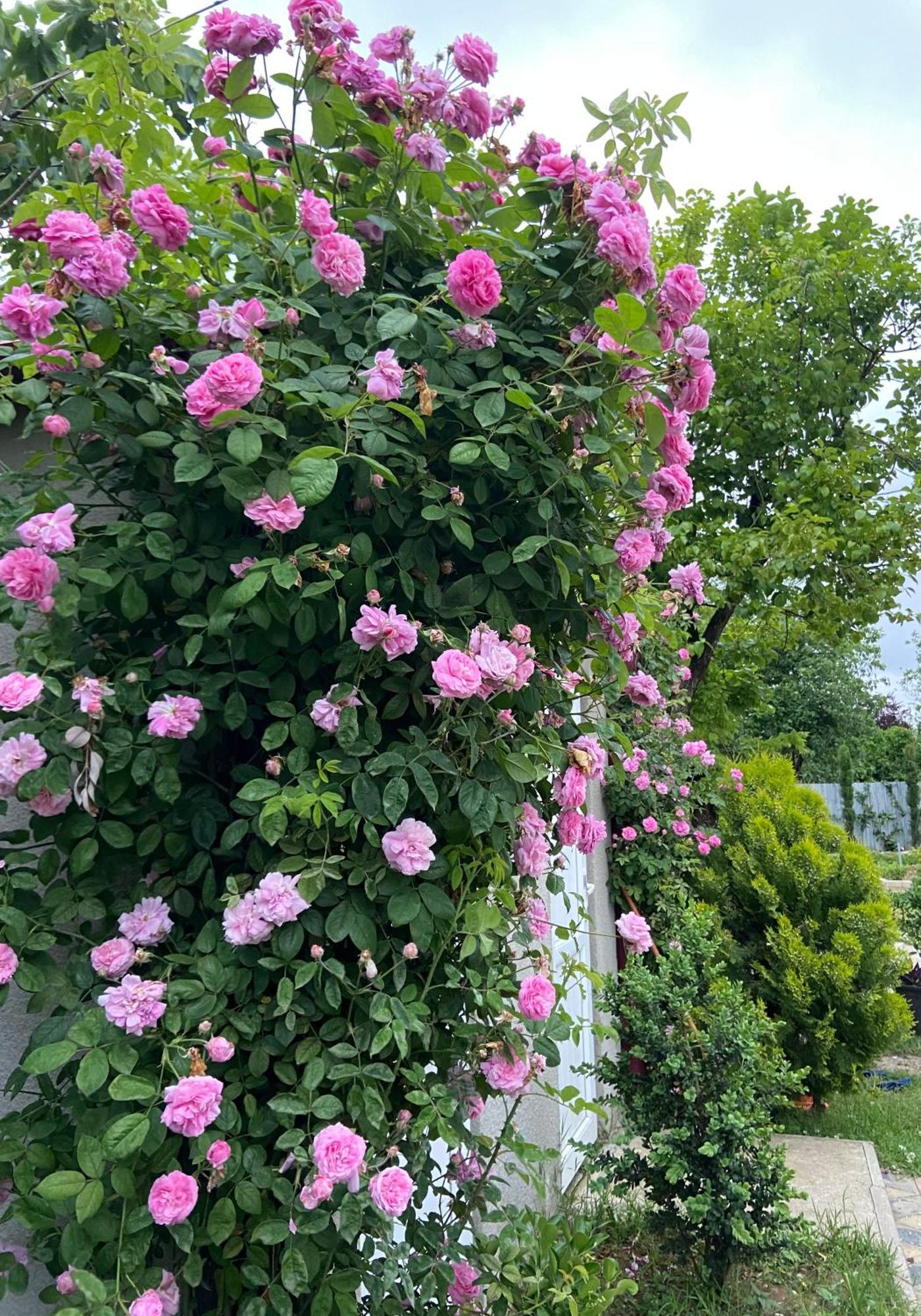 Hotel Doko Мартвілі Екстер'єр фото